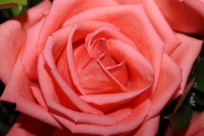 Close-up of rose blooming outdoors