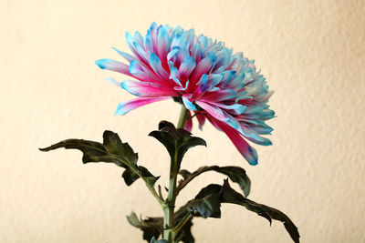 Close-up of flower