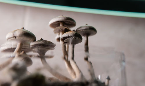 Close-up of white mushrooms