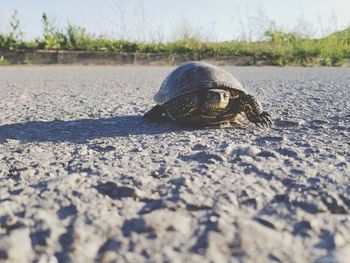 Close-up of shell on ground