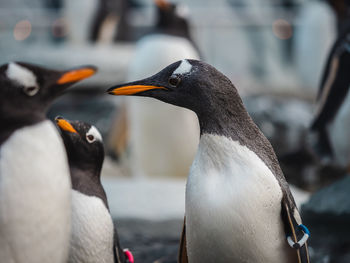 Family of penguin 