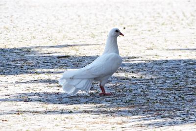 Seagull on beach