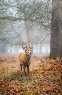 Deer in foggy weather