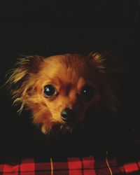 Close-up portrait of dog