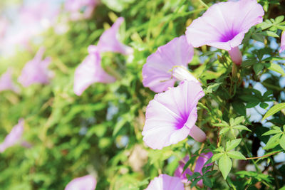 Close-up of pink flowering plant