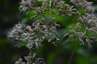 Close-up of wilted plant