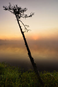 Silhouette tree against sky during sunset