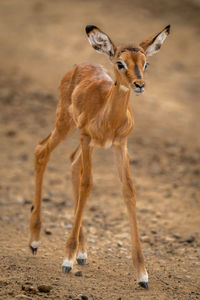 Common impala calf walks on stony track