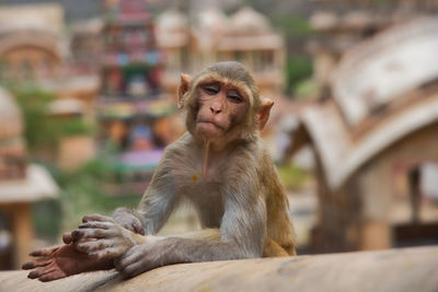 Monkey looking away while sitting outdoors