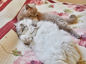 Two british cats, long-haired and short-haired, are hugging on the bed