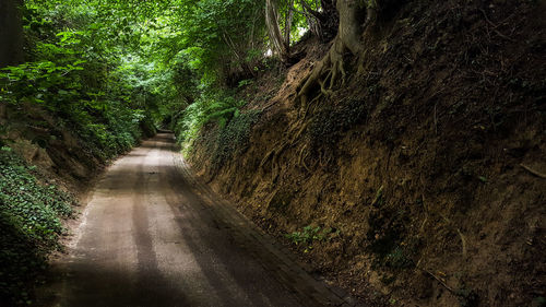 Dirt road amidst trees