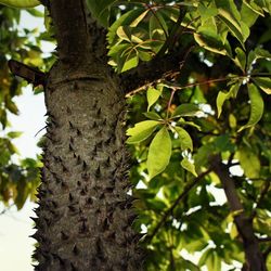 Low angle view of lizard on tree