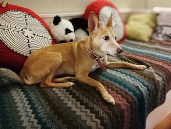 Close-up of dog relaxing on bed at home