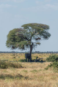 Elephant standing by tree against sky on sunny day