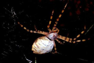 Close-up of spider