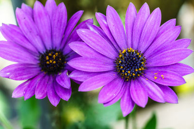 Close-up of pink cosmos flower