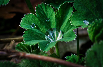 Close-up of wet plant growing on field