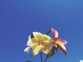 Close-up of yellow flowering plant against blue sky