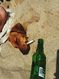 Low section of person with dog on sand