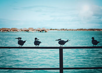 Birds on a railing in bora bora - ocean huts in the background - blue water