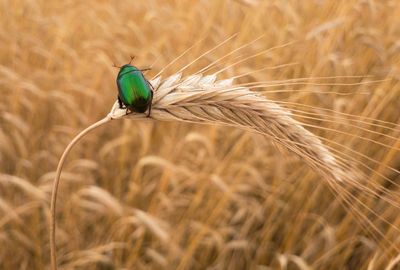 Close-up of a bird perching on plant