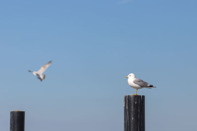 Low angle view of seagull perching on wooden post against sky