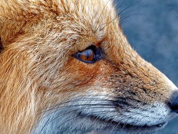 Close-up portrait of dog