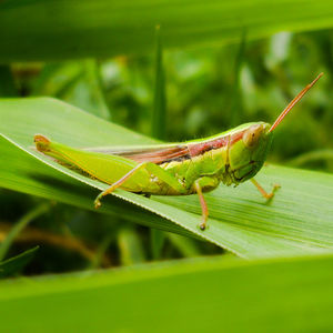 Close-up of insect on leaf