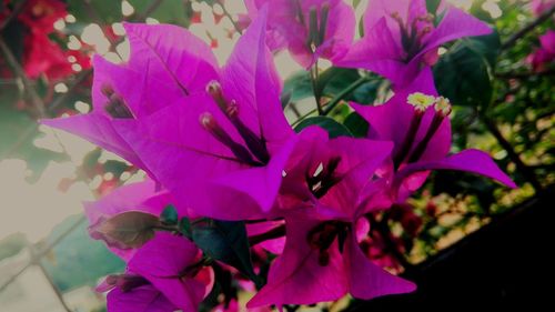 Close-up of bougainvillea blooming outdoors