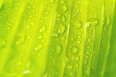Full frame shot of wet green leaf