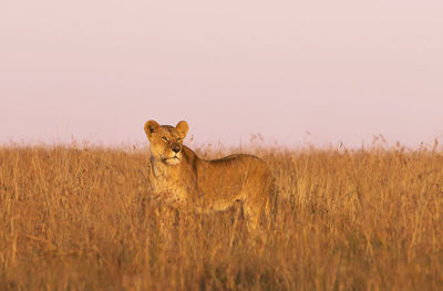 Portrait of cat on field