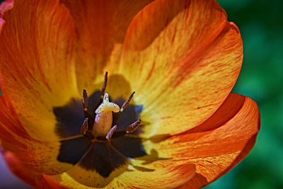 Close-up of orange rose flower