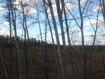 Bare trees in forest