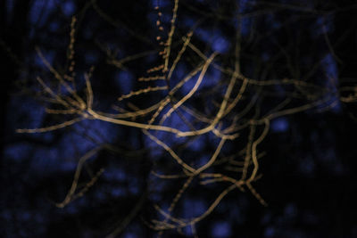Close-up of tree branch at night