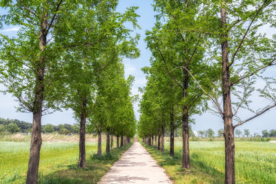 Metasequoia trees lined in gyeongpo ecological reservoir park. gangneung, south korea