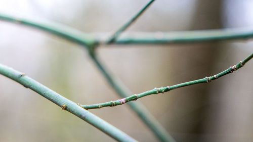 Close-up of plant