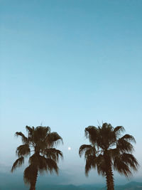 Low angle view of coconut palm tree against clear sky