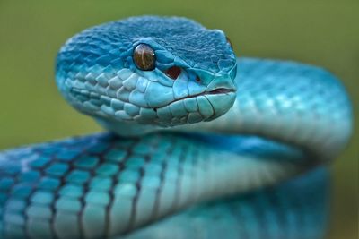 Close-up of lizard on leaf