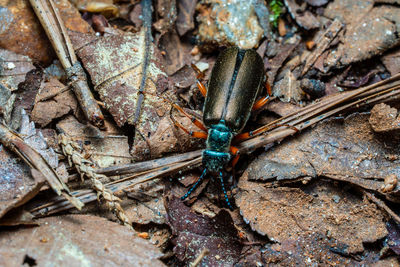 High angle view of insect on rock