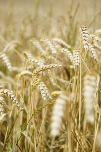 Close-up of wheat growing on field