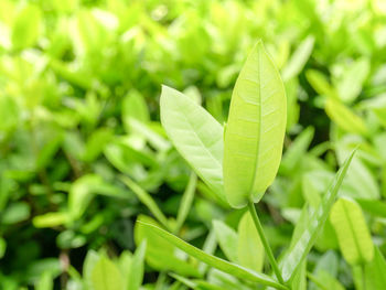 High angle view of heart shape leaf on field