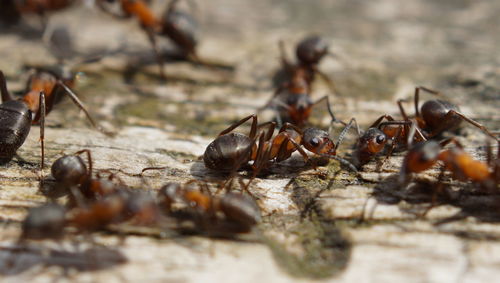 Close-up of ant on rock