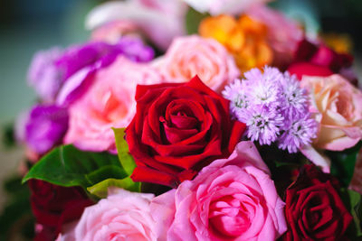 Close-up of pink roses