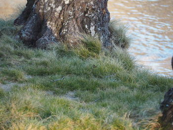 High angle view of trees growing on field