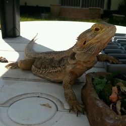 Close-up of lizard on wall