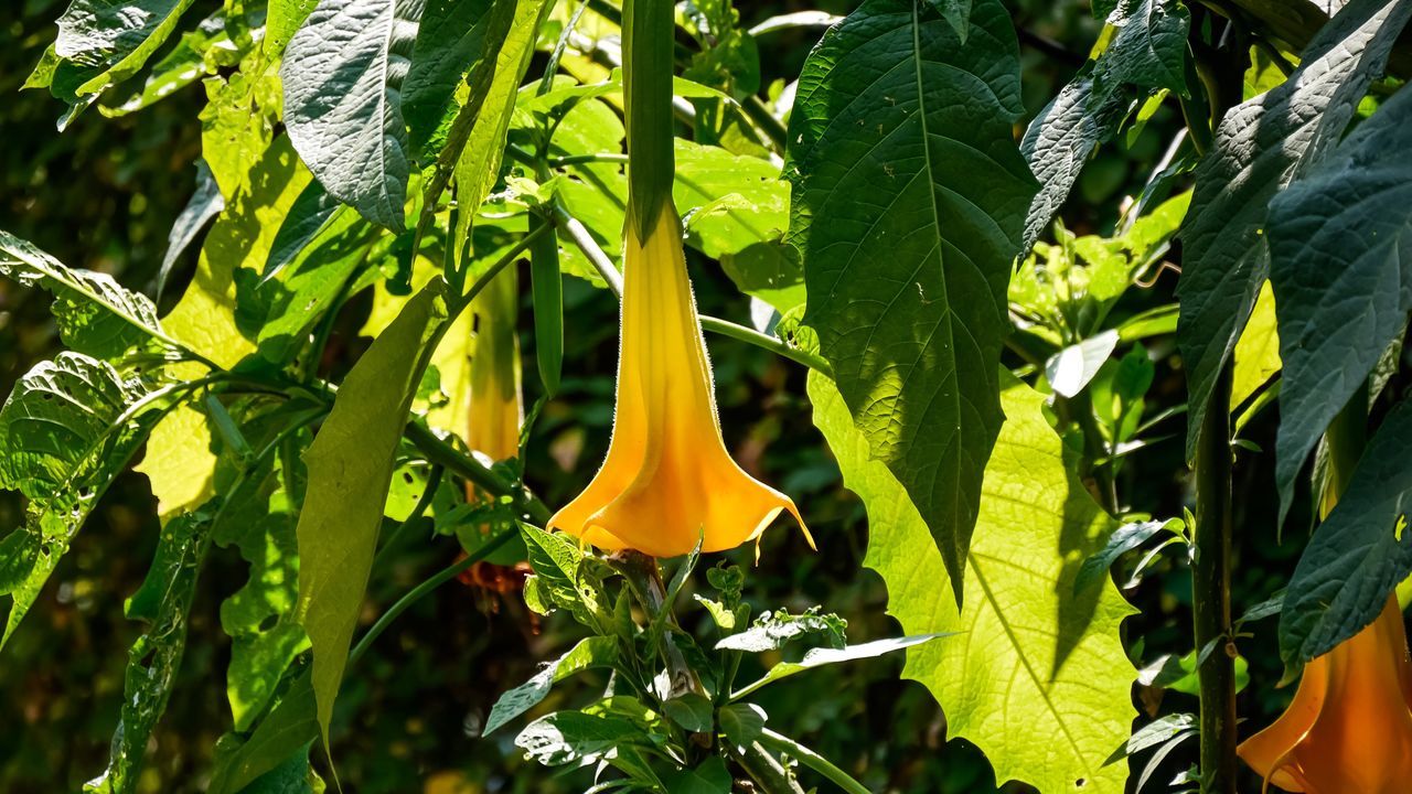 growth, leaf, plant, plant part, green color, freshness, nature, close-up, no people, vegetable, day, food and drink, sunlight, food, beauty in nature, focus on foreground, outdoors, healthy eating, raw food, yellow