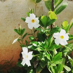 High angle view of white flowers