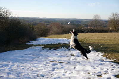 Dog running in the winter