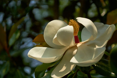 Close-up of white flowering plant