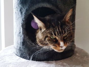 Close-up portrait of cat sitting